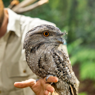 David Fleay’s Wildlife Park