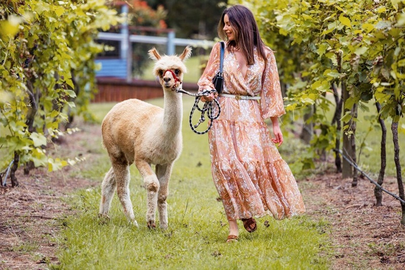 Alpaca_800x533.jpg