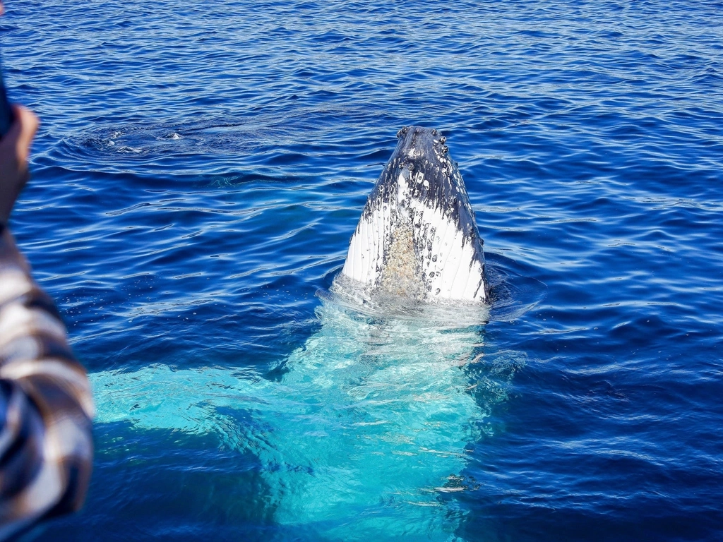 Whales In Paradise