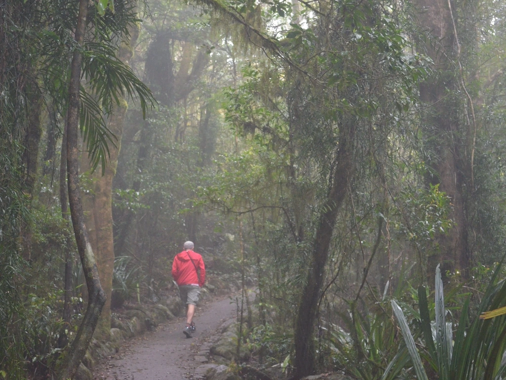 Man in red shirt walks along boardwalk through foggy forest.