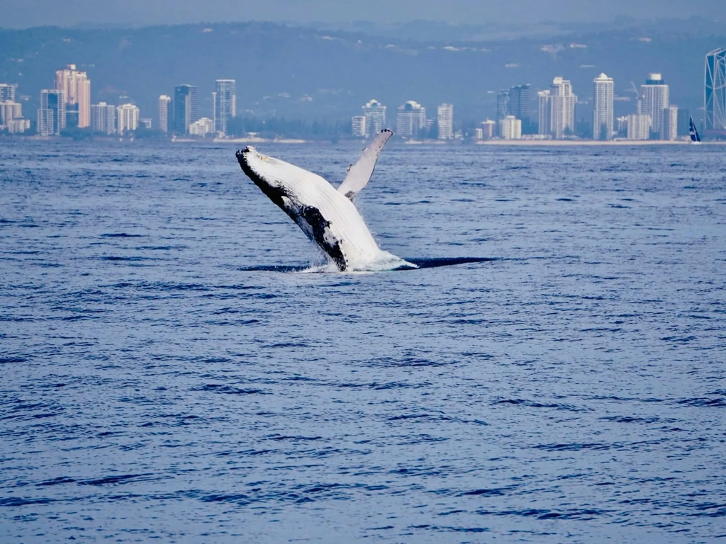 Humpback whale breaching with the Gold Coast skyline in the background
