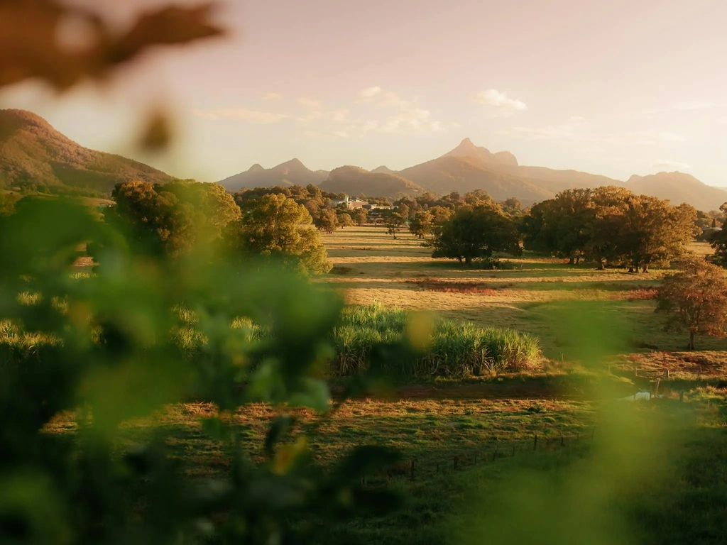 The Tweed Valley, fields of sugar cane in front of ancient Gondwana rainforest and mountains.