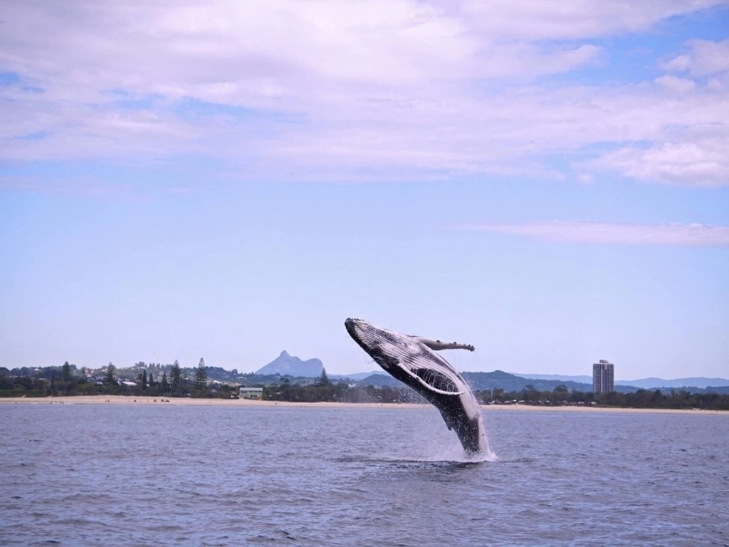 Whale @ Fingal