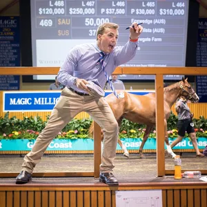 Magic Millions Gold Coast Yearling Sale Image 1