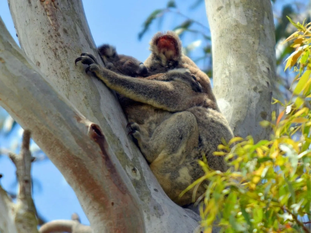 Koala in tree with baby Koala