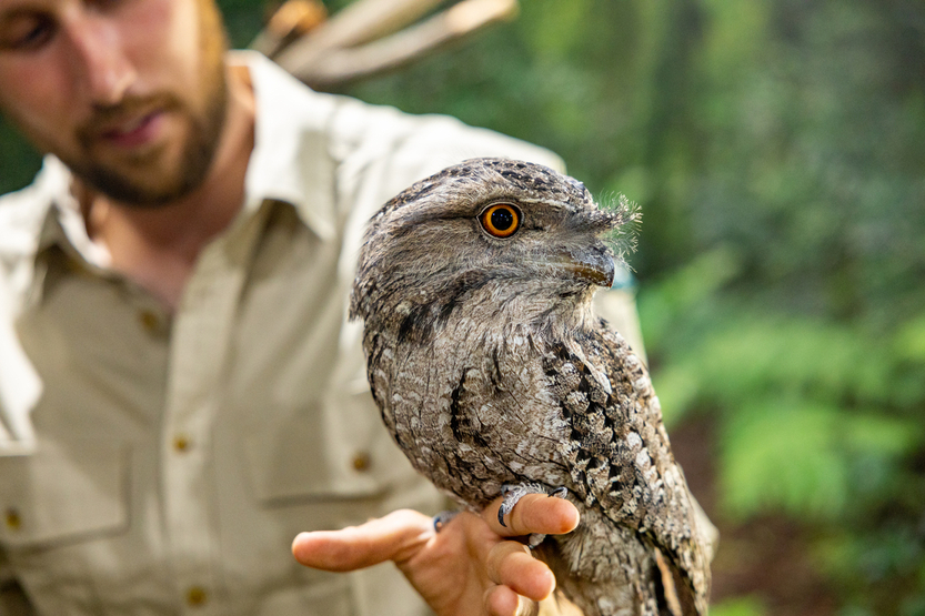 David Fleay Wildlife Park