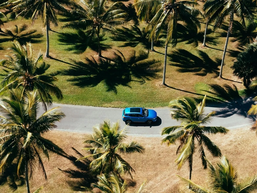 Palm Trees & Coastal Roads