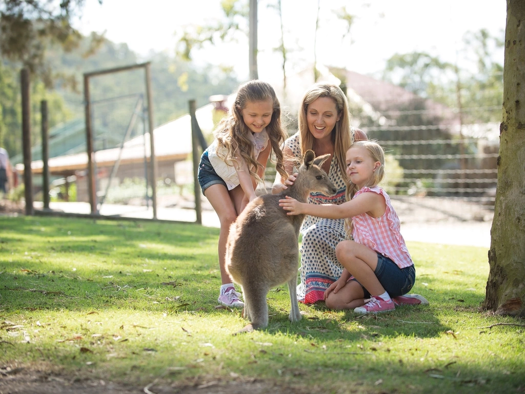 Meet a Kangaroo at Paradise Country Farmstay