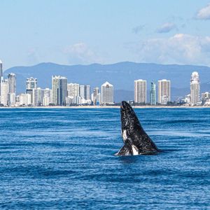 whale watching