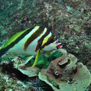 Palm Beach Reef