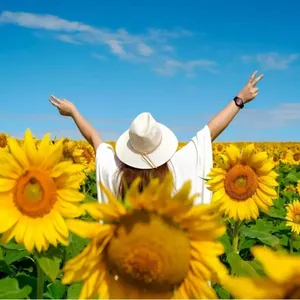 Kalbar Sunflower Festival Image 1