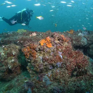 Scottish Prince Dive Site