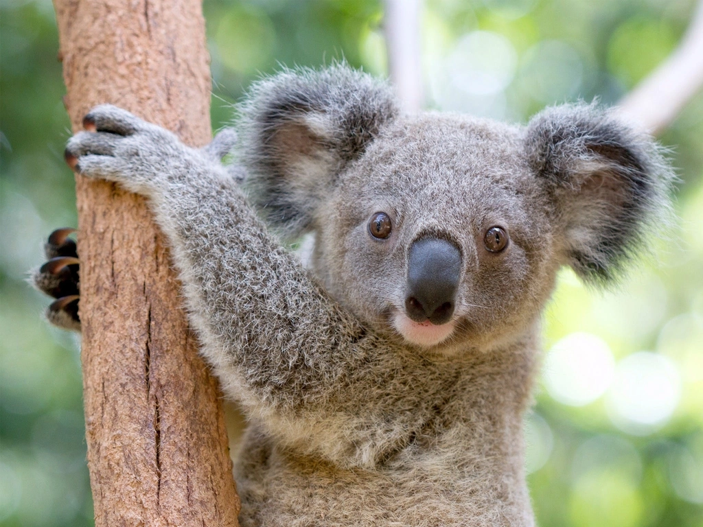 Koala Currumbin Wildlife Sanctuary