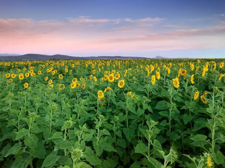 Kalbar Sunflower Festival Image 4