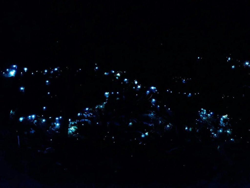 Glow Worms on rock wall by Curtis Falls