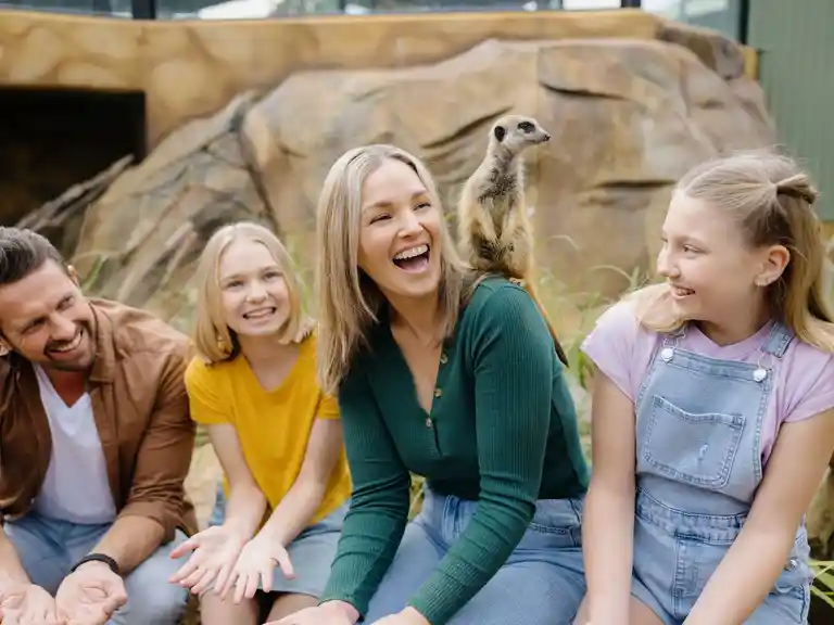 Meet the Meerkats at Paradise Country