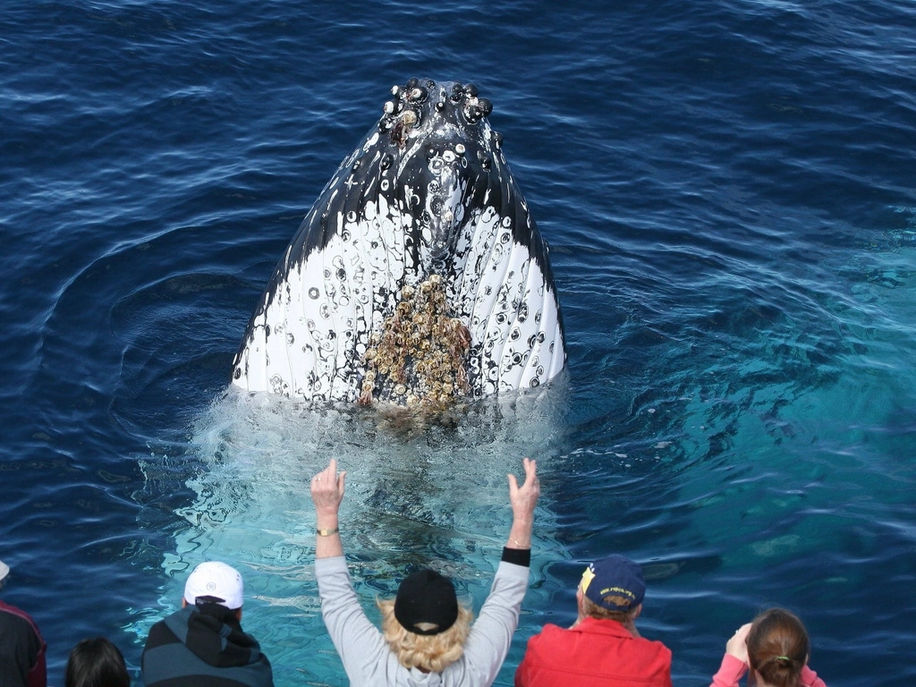 Spirit of Gold Coast Whale Watching