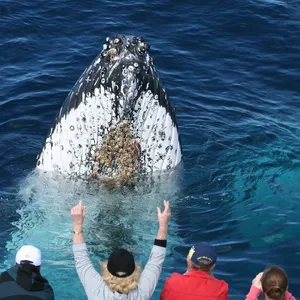 whale watching cruises gold coast