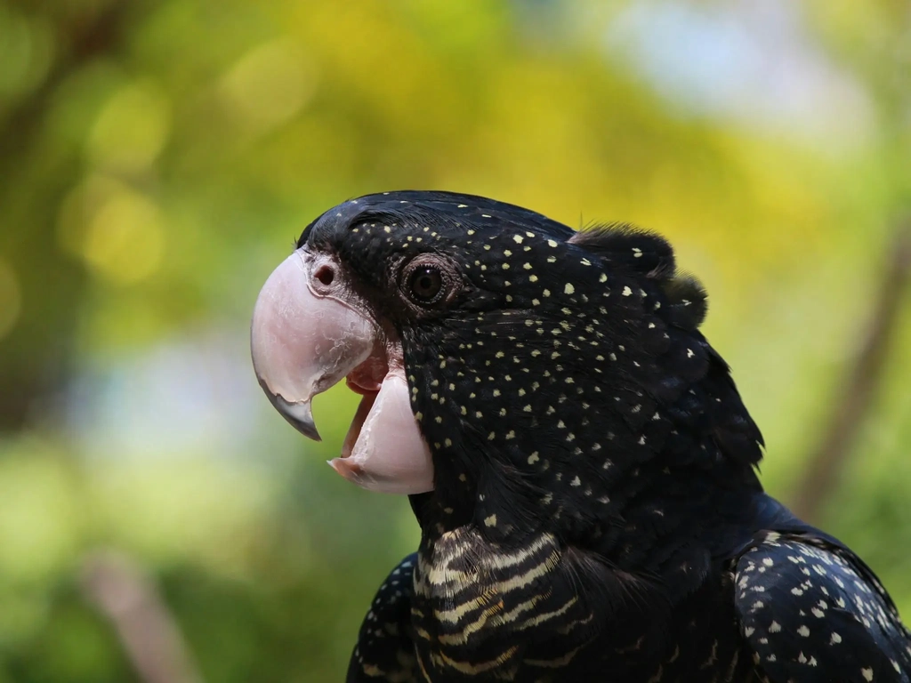 Profile of a black cockatoo showing a large pale beak and black plumage dotted with yellow spots..