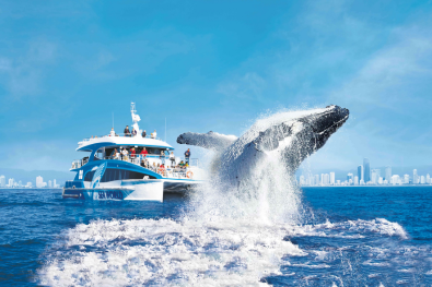 Sea World Whale Watching Cruise - SMW