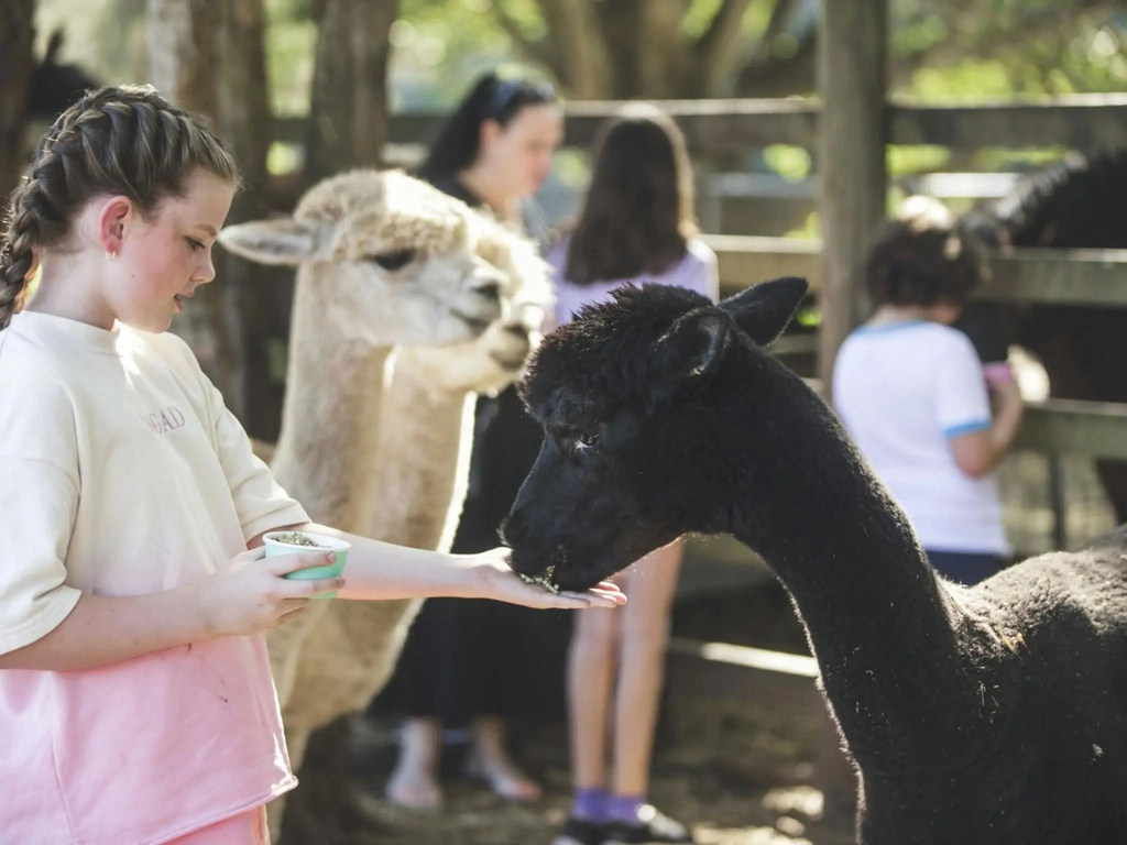 alpaca feeding