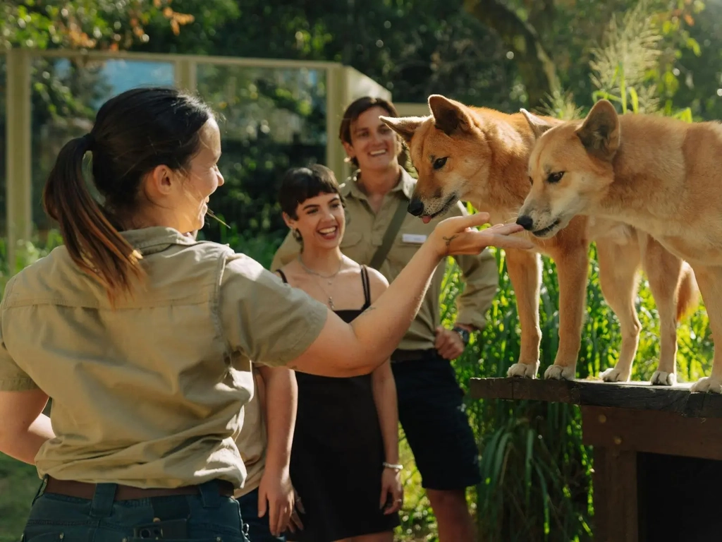 Dingo Encounter