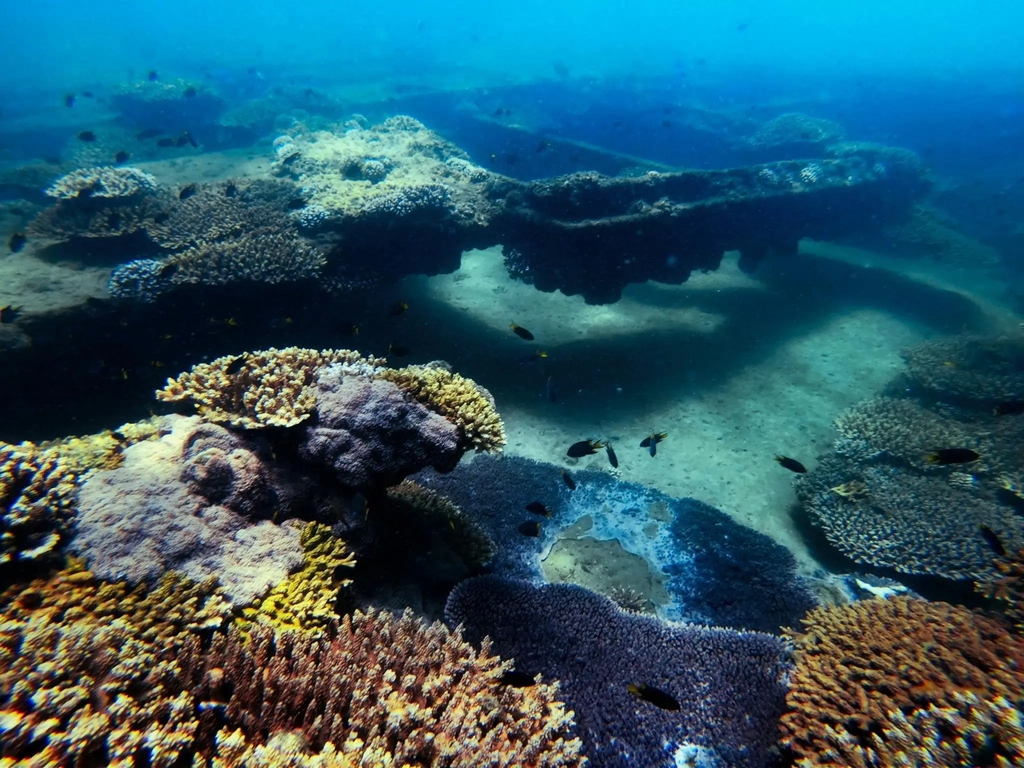 Underwater photo of vibrant coral life at Moreton Island