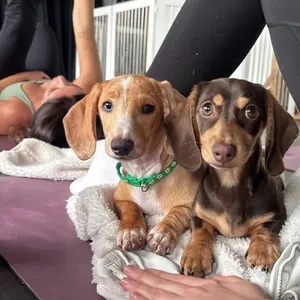 Puppies at a puppy yoga session in Perth