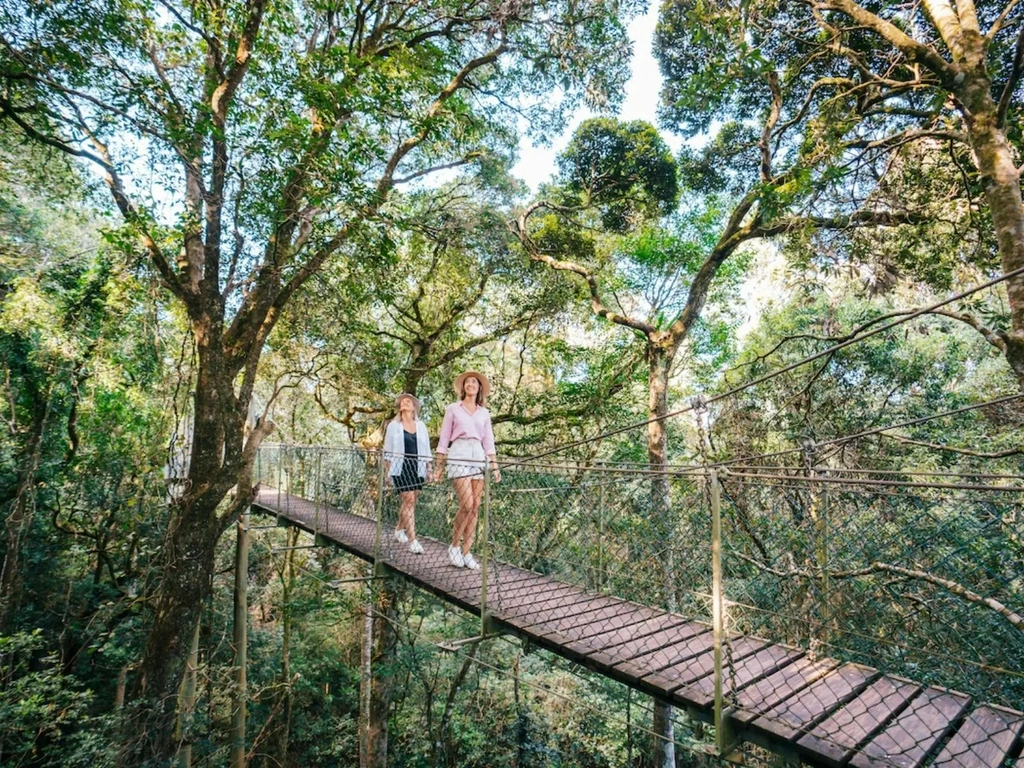 Two women walking on a rainforest canopy bridge