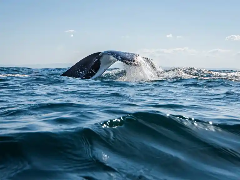 Humpback