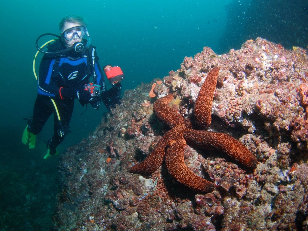 Kirra Reef