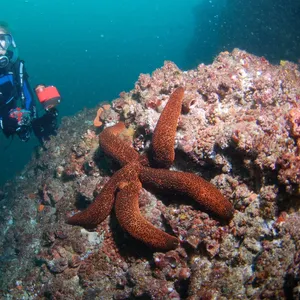 Kirra Reef