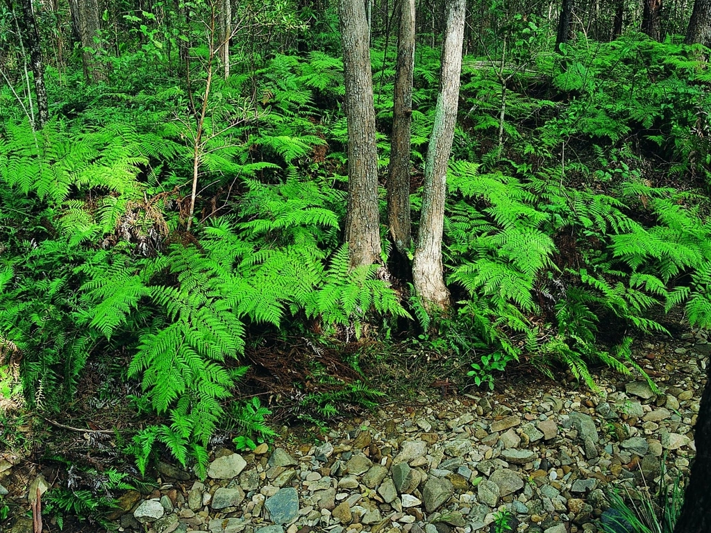 Ferny track in Nerang National Park