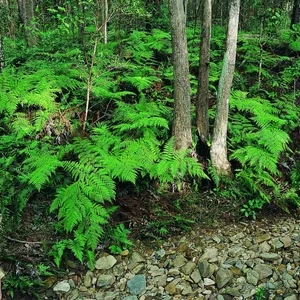Ferny
