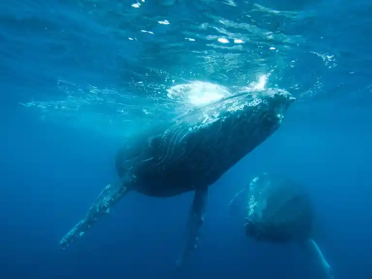 Whale Watch Queensland