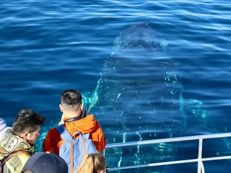 Whales In Paradise