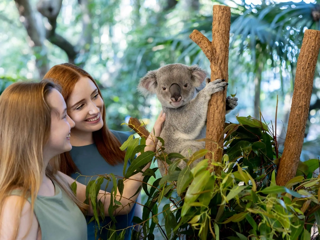 Patting a koala while in the tree.