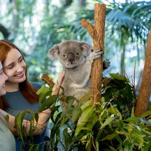 Patting a koala while in the tree.