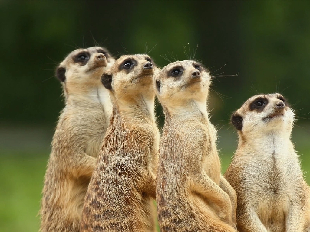 Meet the Meerkats