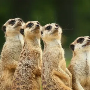 Meet the Meerkats