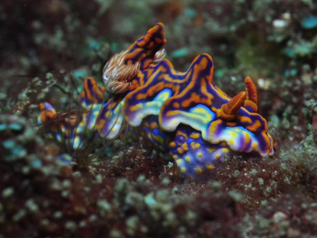 Kirra Reef