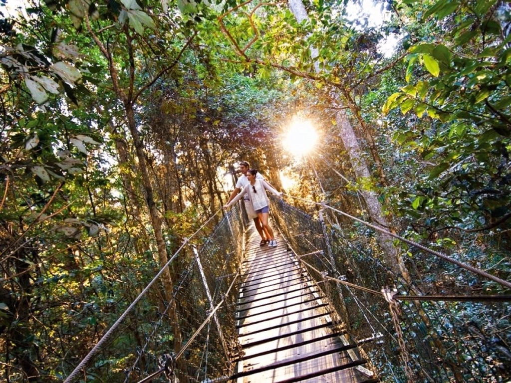 O'Reilly's Tree Top Walk