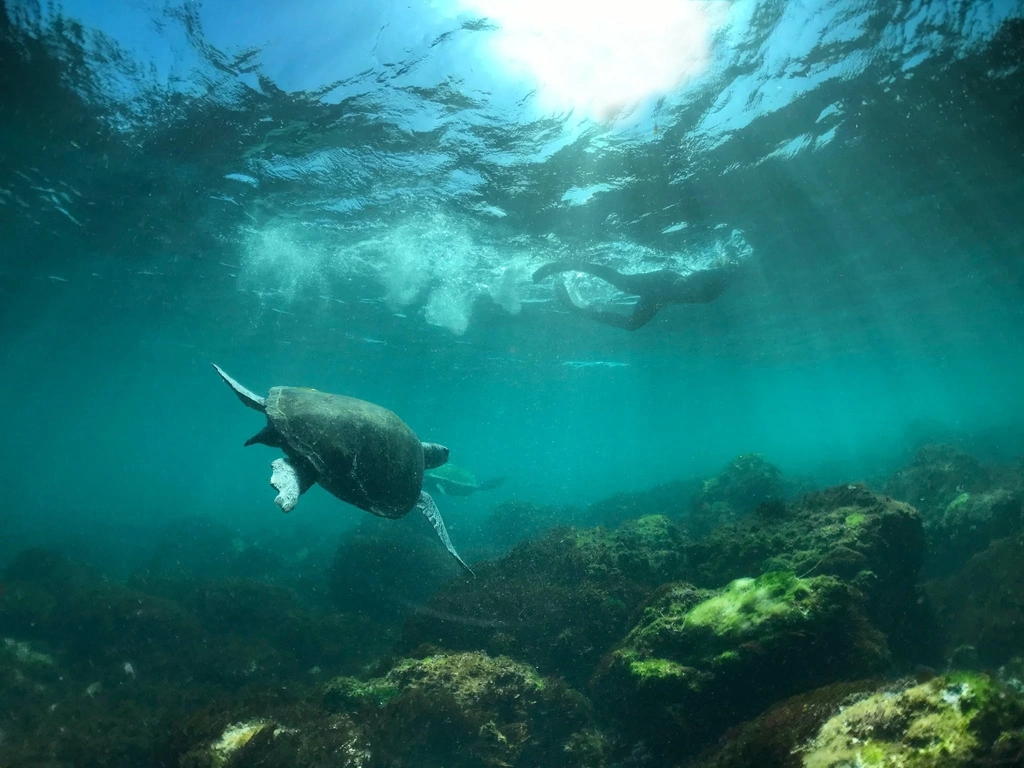 Snorkel With The Turtles Tour