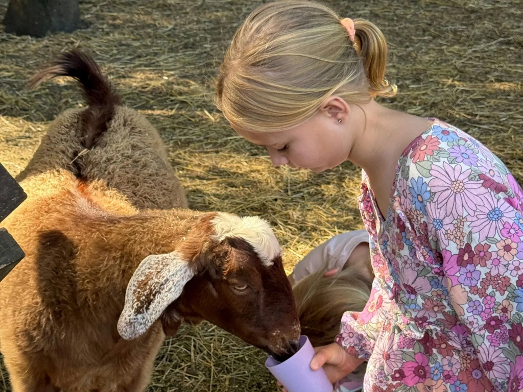 animal feeding