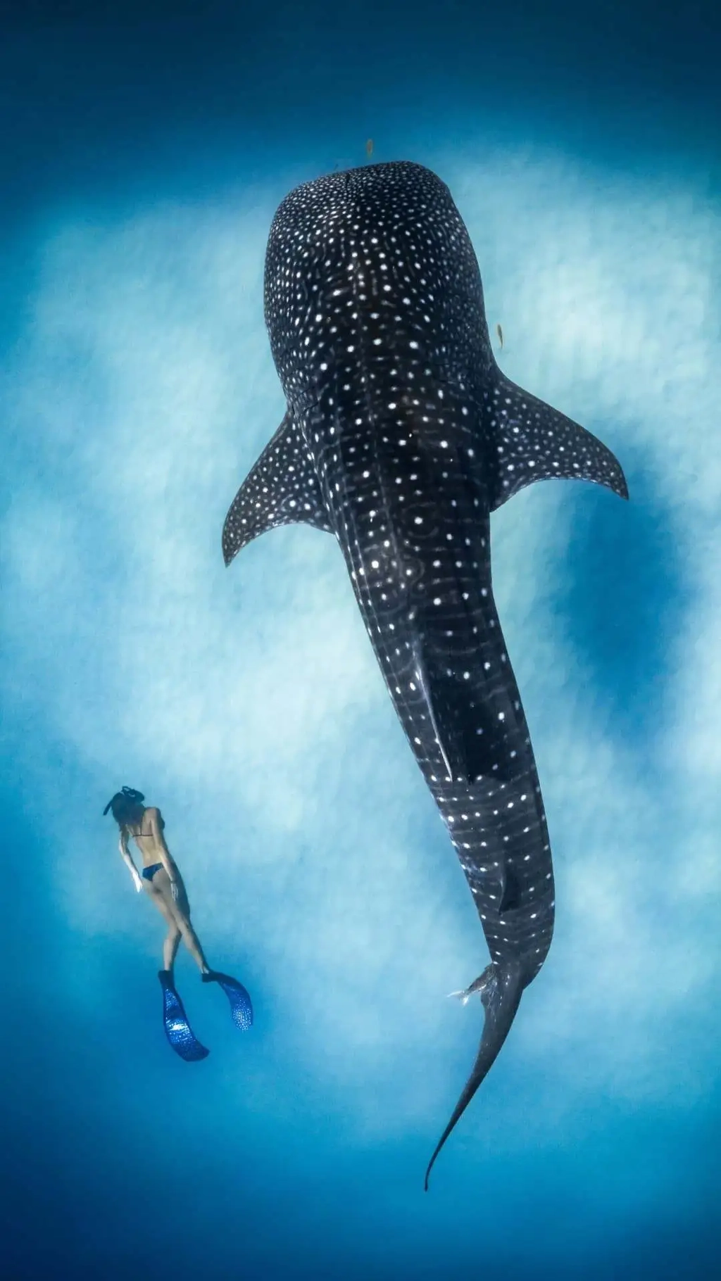 Ocean Film Festival World Tour 2027 Image 1
