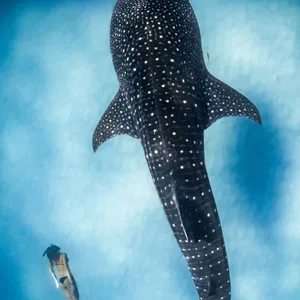 Ocean Film Festival World Tour 2027 Image 1