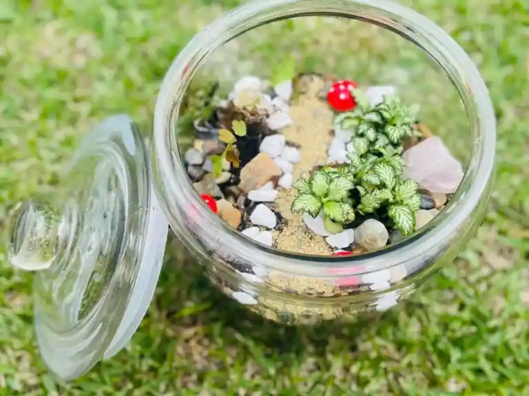 Learn to create your own terrarium - Mount Tamborine Sip 'n' Dip Image 1