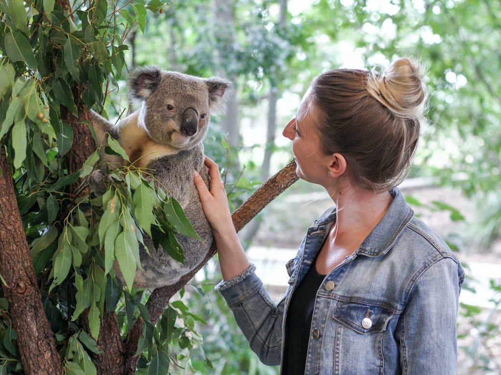 Touch a koala