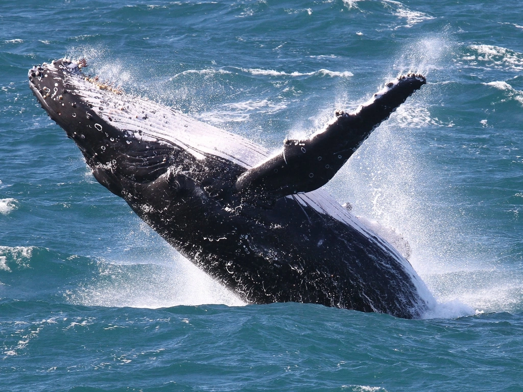 Spirit of Gold Coast Whale Watching