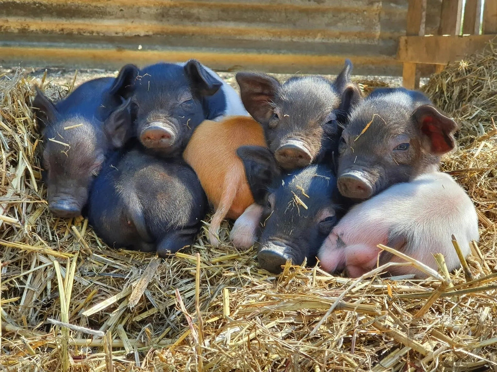 Winter Market Day on the Farm Image 1